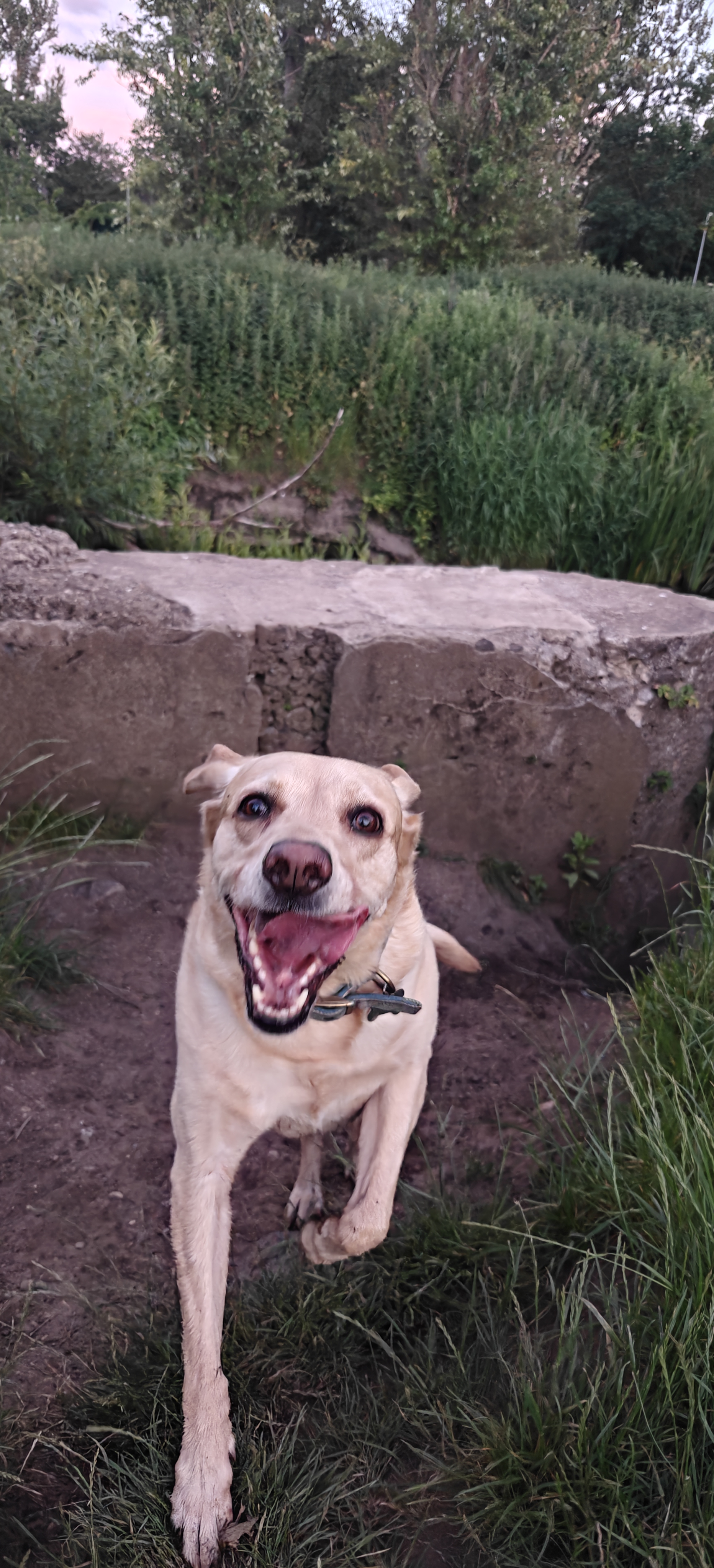 Miah, a blonde Labrador